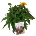 Bild von VP Echinacea P19 Sombrero Lemon Yellow